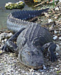 Alligator - Animals - Focused Stock Images .com