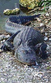 Amimals - Everglades - Aligator